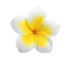 frangipani isolated on white background