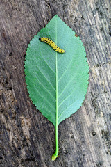 yellow black caterpillar on a sour cherry leaf on old wood background
