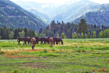 Fototapeta na wymiar Horses Grazing Montana