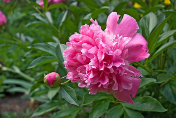 image of flowers in garden closeup