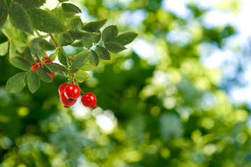  bush of dogrose in the garden