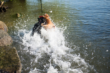 Fototapeta na wymiar Two Dogs Playing in Lake on Warm Summer Day