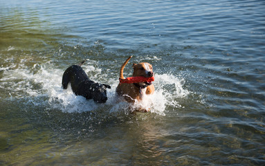 Two Dogs Playing in Lake on Warm Summer Day