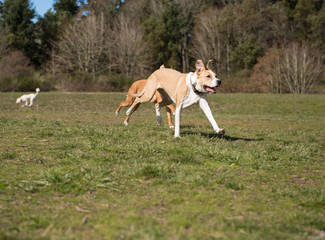 Two Young Dogs of Mixed Breed Playing with Ball in Park