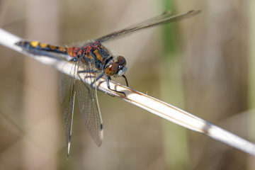 Dragonfly