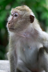 Monkey at Khao Luang Cave Phetchaburi Province, Thailand.