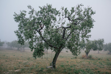 Old Swing on Olive tree in field and white fog