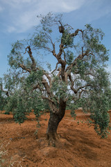 Old Olive tree in field summer in sunny Italy