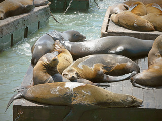 Cute sea lions spending their day taking a nap sunbathing on a sunny day on wooden platforms at Pier 39, famous landmark in San Francisco, United States of America.