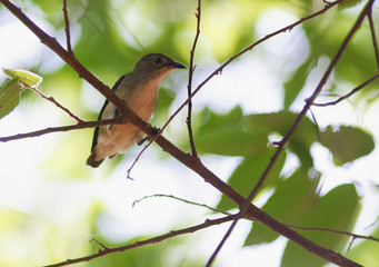 Small bird on the branch of tree