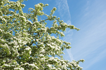 Dogs Playing Happily in Off-Leash Park on Lake