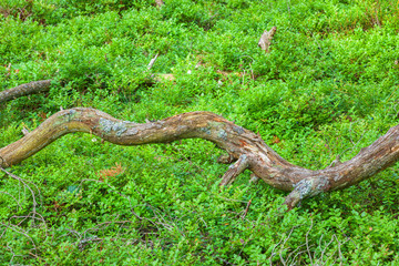 Tree branch