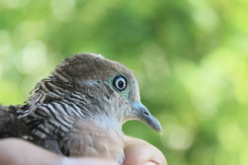 Young Bird on hand