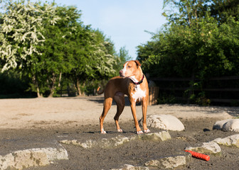 Dogs Playing Happily in Off-Leash Park on Lake