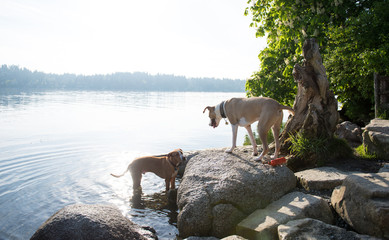 Dogs Playing Happily in Off-Leash Park on Lake