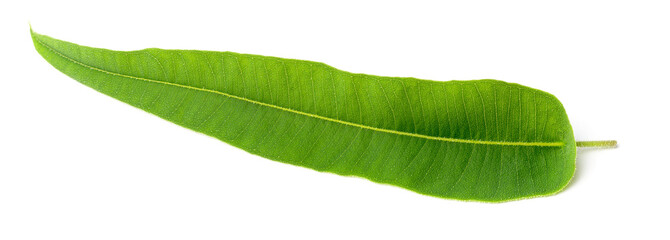 closeup of fresh eucalyptus leaf isolated on white © Amy Lv