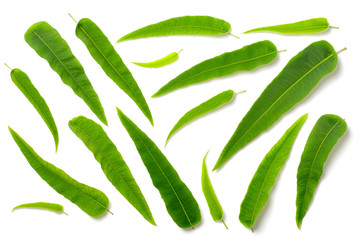 collection of fresh eucalyptus leaves isolated on white, top view
