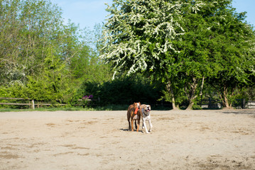 Dogs Running and Playing in Off-Leash Dog Park