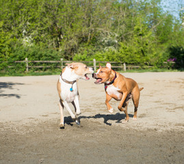 Dogs Running and Playing in Off-Leash Dog Park
