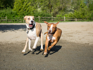 Dogs Running and Playing in Off-Leash Dog Park