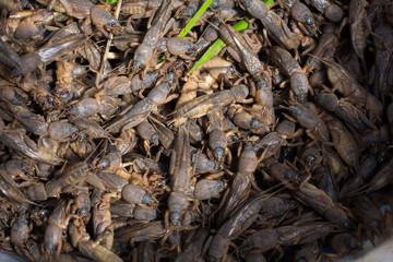 Abstract soft blurred and soft focus of Fried crickets