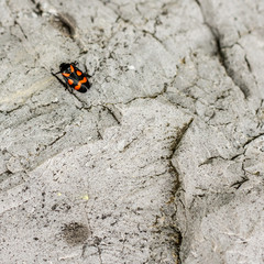 scarafaggi sulla roccia