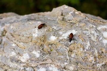 scarafaggi sulla roccia