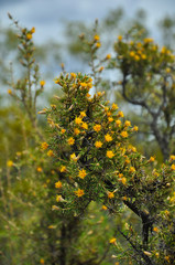 Fototapeta premium desert plant