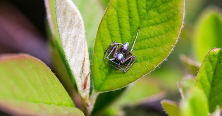 ragno grigio sulla foglia