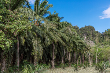 Fototapeta na wymiar African oil palm plantation in Thailand Elaeis guineensis or macaw-fat