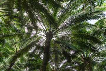 Fototapeta na wymiar African oil palm plantation in Thailand Elaeis guineensis or macaw-fat