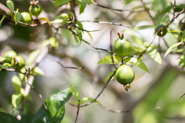 guava fruits in a tree. sofe focus and blurred in the other.