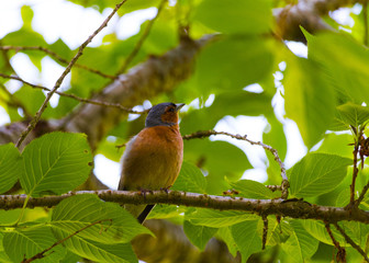 Finch Bird on branch