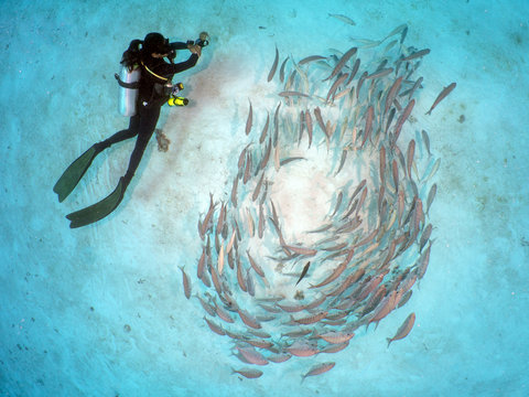 Overhead view of a Woman diving on the seabed with a school of tropical fish, Koror, Palau