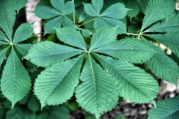 aussterbende Art: Rosskastanie