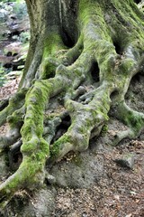 Baum mit eindrucksvollen Wurzeln