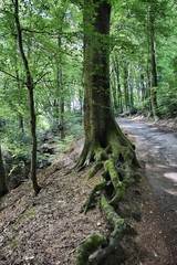 Baum mit eindrucksvollen Wurzeln