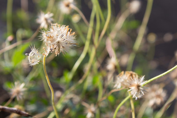 Dried grass, soft focus, warm fall color. Blurred grass in sunset.