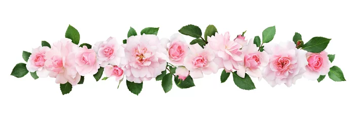 Papier Peint photo autocollant Fleurs Pink rose flowers and leaves in a line composition