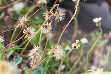 Dried grass, soft focus, warm fall color. Blurred grass in sunset.