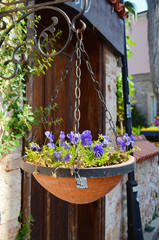 Fototapeta na wymiar Violets in a decorative pot hang with a wall of the house