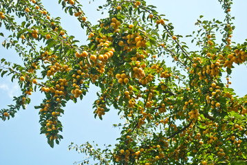Fototapeta na wymiar tree with a good harvest of yellow plum