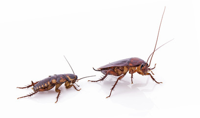 double cockroach isolated on white
