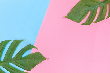 Fototapeta na wymiar Monstera liana, vine top view still life background on pink and blue background tropical wallpaper flat lay layout