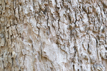 bark of tree texture , soft focus