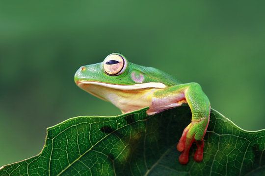 White-lipped tree frog on a leaf