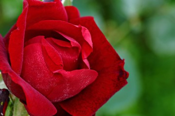 rote Rosenblüte