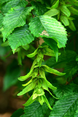 Hainbuche, Carpinus betulus, Weißbuche, Hagebuche, Hornbaum