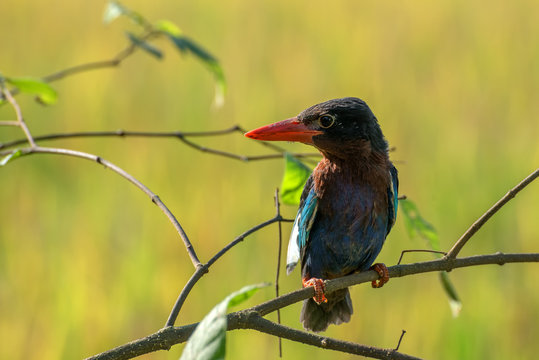 Portrait of a kingfisher bird, Cikupa, West Java, Indonesia