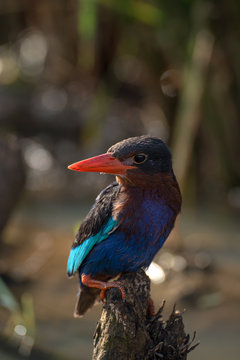 Portrait of a kingfisher bird, Cikupa, West Java, Indonesia